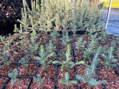 Два поколения (3 и 4 года, соотвественно) Ель Глаука (голубая) в одном кадре.