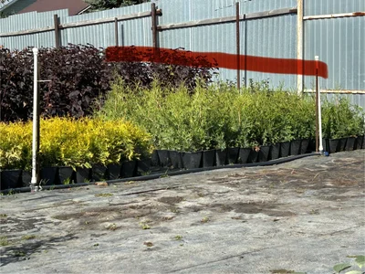 А говорят, хвойные воду не особо любят, сушить надо.