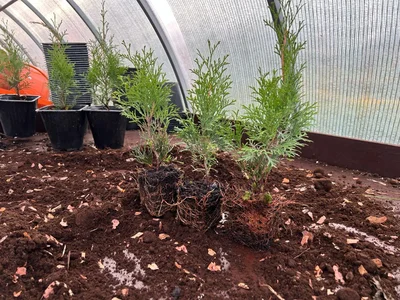 #дневник_роста #субстраты