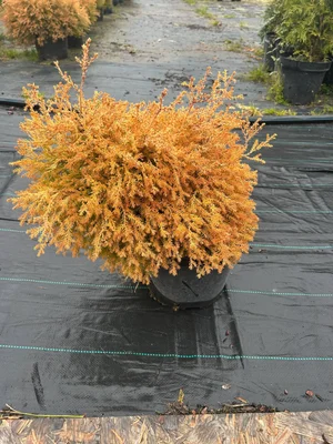 Осенних красок хвойных в ленту 🌲