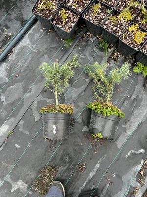 В продолжение темы Вашутино и привоя.