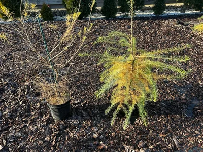 Фотофакт по колхозному pot-in-pot: