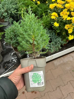 Нельзя мне в OBI.