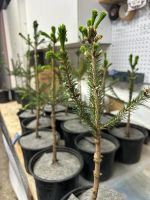 Весны в ленту :)