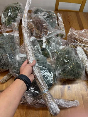 Пришла, моя прелесть :)