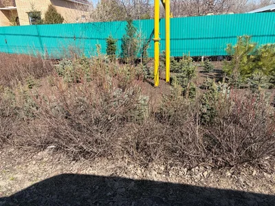 Пока питомник скован снегом, сгоняли к друзьям в Оренбург.