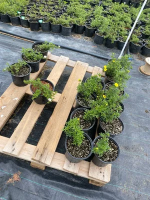 Коротко о рисках: вашему вниманию лапчатка желтая GoldStar… 🤦‍♂️