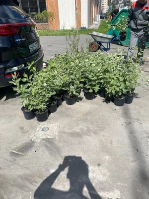 Первая партия наших растений - на озеленение нашего района 😀