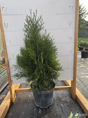 Туя западная "Smaragd"