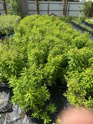 Спирея иволистная