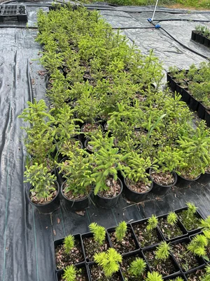 Ель обыкновенная